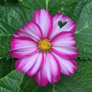 Meet your Posher, Maura